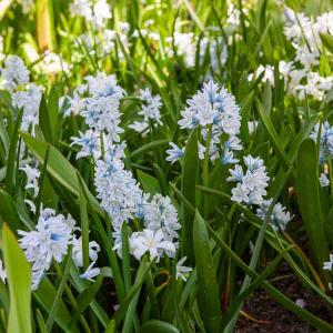 Puschkinia Libanotica Libanotica (x25)